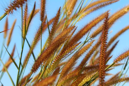 grass and sky