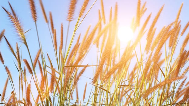 grass and sky