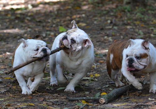 three bulldogs playing outside in the woods in autumn