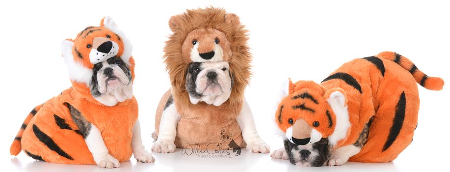 litter of bulldog puppies dressed up like lions and tigers