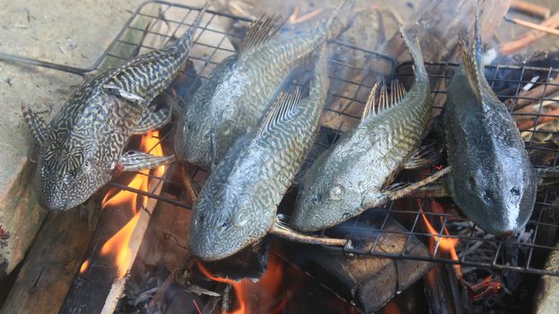 Grilling fish on barbecue