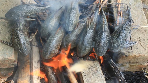 Grilling fish on barbecue