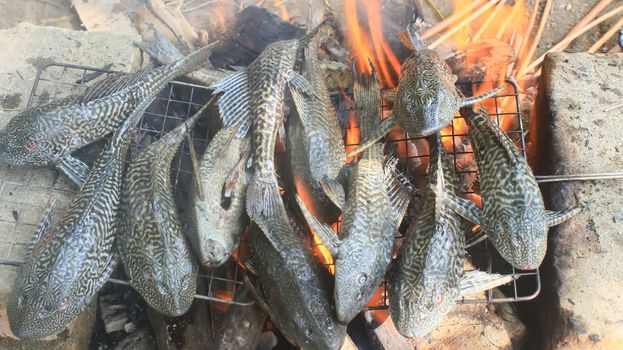 Grilling fish on barbecue