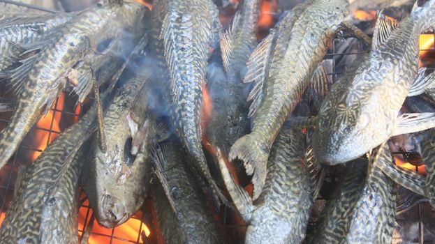 Grilling fish on barbecue