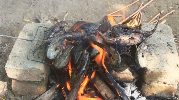 Grilling fish on barbecue