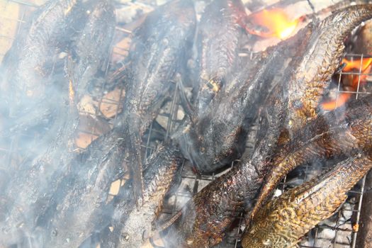 Grilling fish on barbecue