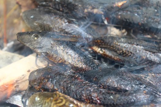 Grilling fish on barbecue