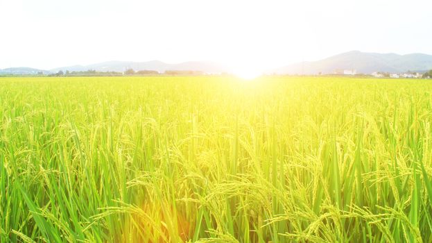 golden rice field and sky 