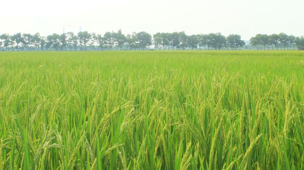 golden rice field and sky 