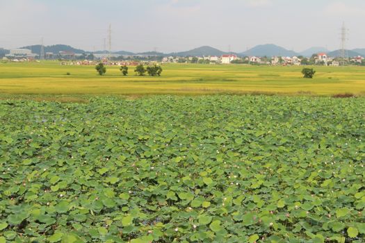 golden rice field and sky 