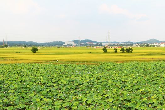 golden rice field and sky 