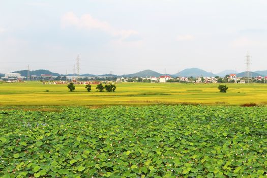 golden rice field and sky 