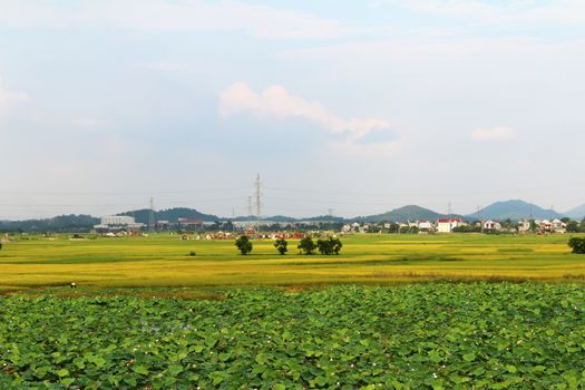 golden rice field and sky 