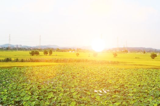 golden rice field and sky 