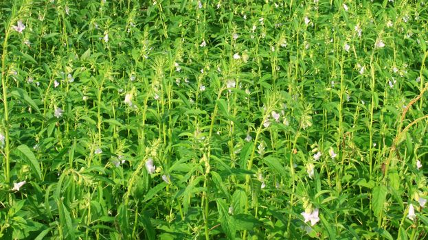 sesame flowers 