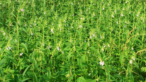 sesame flowers 