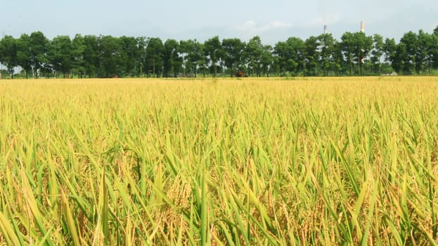 golden rice field and sky 