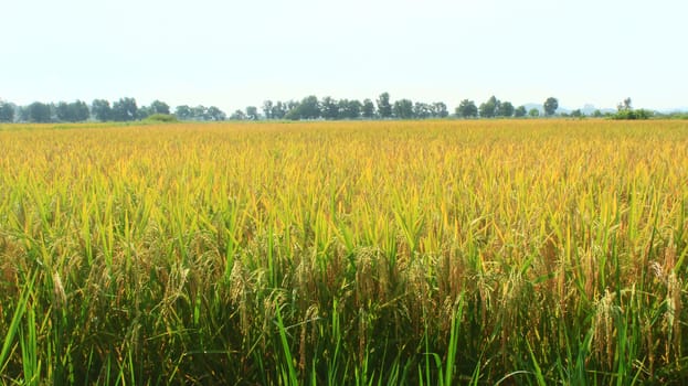 golden rice field and sky 