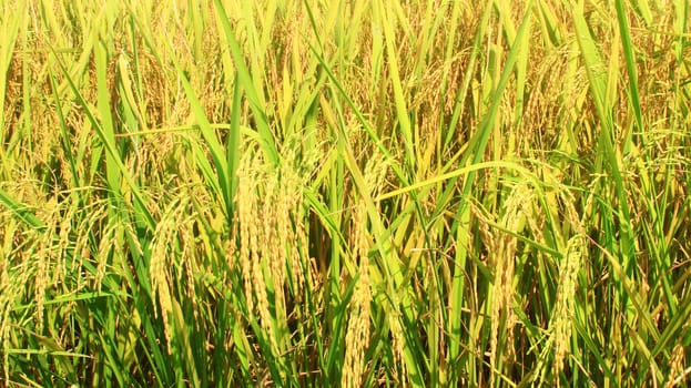 golden rice field and sky