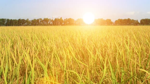 the golden rice field and sky