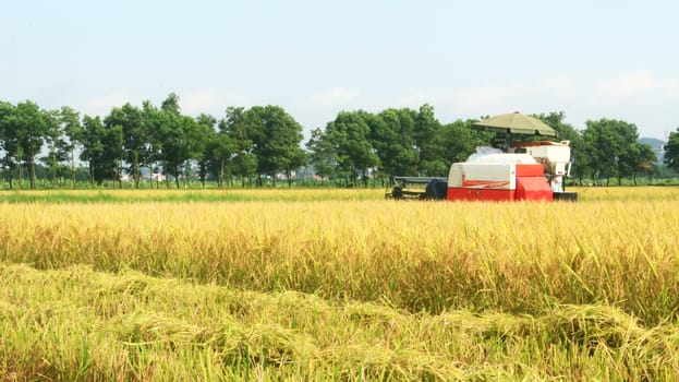 farmers harvesting rice in the fields by machine 