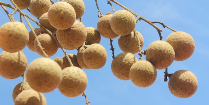 
longan fruit and sky