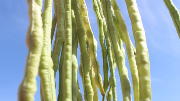 peas and sky