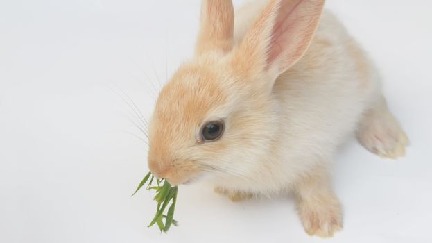 
rabbit on a white background