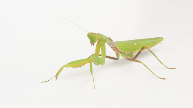 mantis on a white background