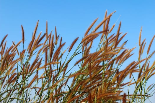 grass and sky