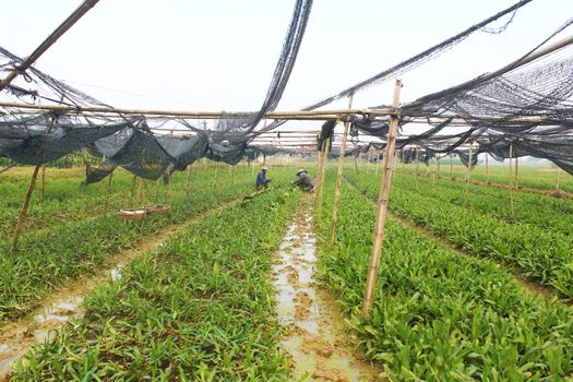 Haiduong, Vietnam, December, 24: Farmers harvest aromatic vegetables in the garden on December, 24, 2014 in Hai Duong, Vietnam