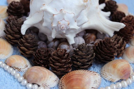 Decoration of Shell (Murex ramosus), shells of snails found in the Gatchina park, pearl beads, pine cones from Karelia and seashells from Arabian Sea.