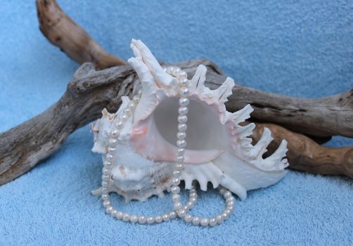 Decoration made of natural material: Shell (Murex ramosus), wooden driftwood and pearl beads on a blue background
