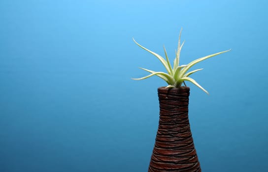 home decorative evergreen plant into brown vase