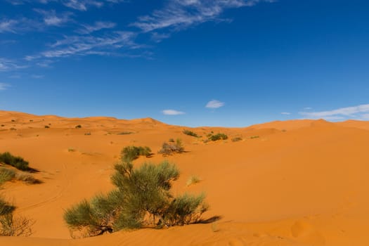 small green Bush growing on the sand in the Sahara desert Morocco