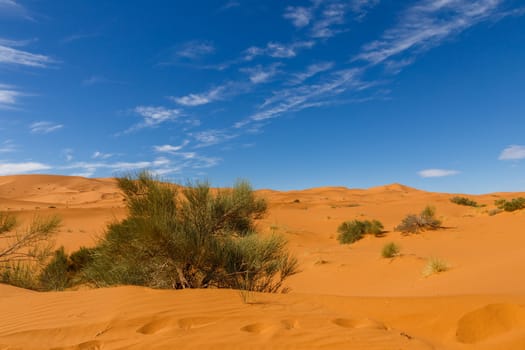 small green Bush growing on the sand in the Sahara desert Morocco