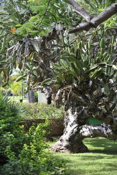 Cactus Specie photo. Patriarch cactus  - very big cactus tree that grows in Cuba, Antilles.