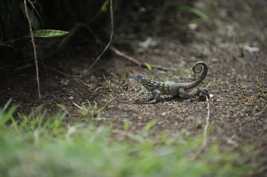 Common grey lizard is warming under the sun.