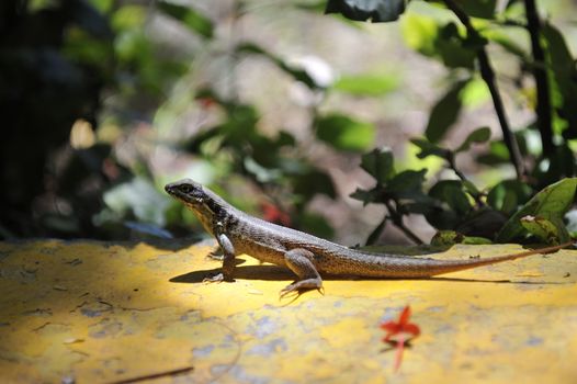 Common grey lizard is warming under the sun.