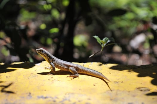 Common grey lizard is warming under the sun.