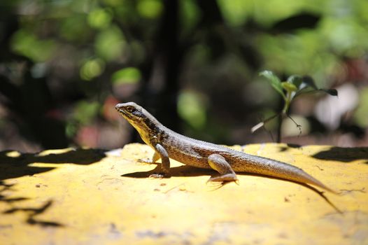 Common grey lizard is warming under the sun.