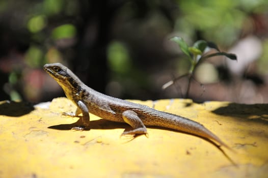 Common grey lizard is warming under the sun.