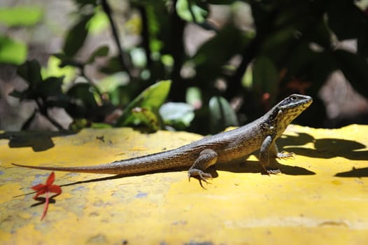 Common grey lizard is warming under the sun.