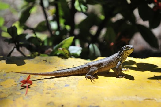 Common grey lizard is warming under the sun.