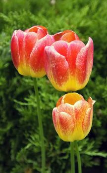 Red and yellow tulips with green background