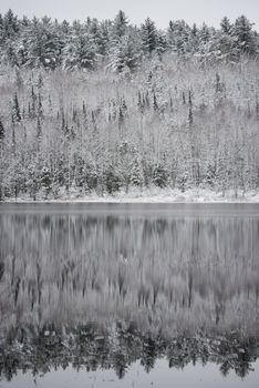 Winter forest reflections.  Mirage on a yet unfrozen lake. 
Still waters reflect winter forests.  Light snow under subdued overcast November sky.  Reflections of waterfront forest mirrored on the lake.