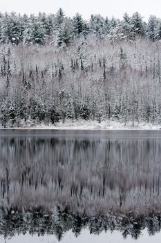 Winter forest reflections.  Mirage on a yet unfrozen lake. 
Still waters reflect winter forests.  Light snow under subdued overcast November sky.  Reflections of waterfront forest mirrored on the lake.