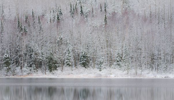 Winter forest reflections.  Mirage on a yet unfrozen lake. 
Still waters reflect winter forests.  Light snow under subdued overcast November sky.  Reflections of waterfront forest mirrored on the lake.