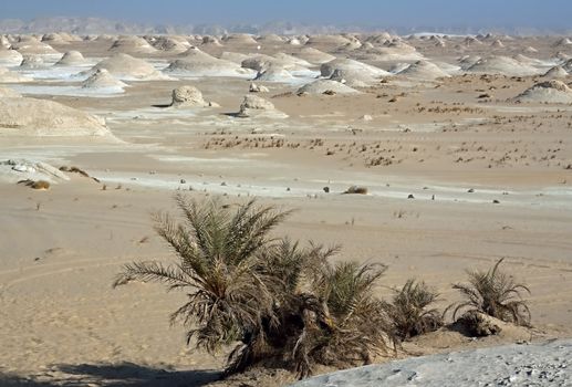  the Rock formations and date tree at the White Desert National Park of Egypt 