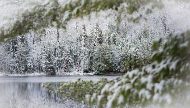 A light snow on a lakeside young mixed forest in November, waterfront forest with defocus bough in foreground.